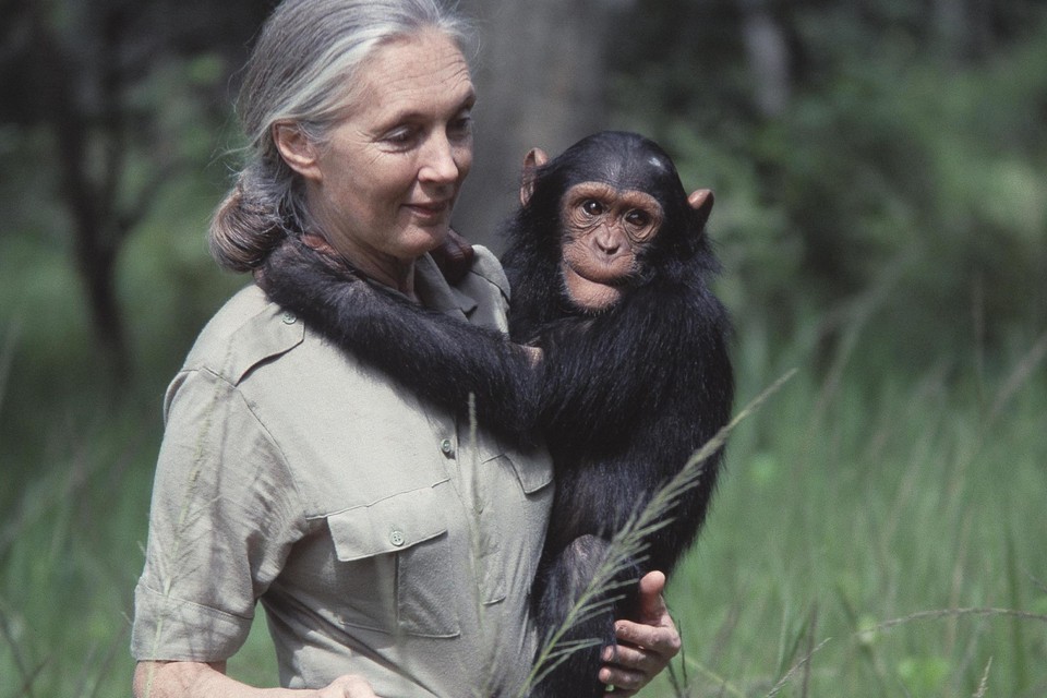 Jane Goodall: wat zij vroeger zelf deed, raadt ze nu af.