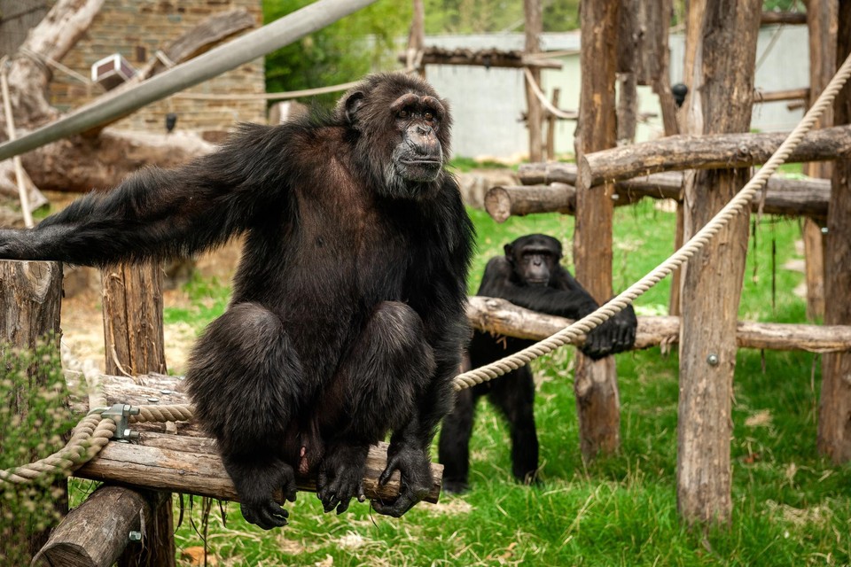 De Antwerpse Zoo wil chimpansee Chita beschermen tegen invloeden van buitenaf.  