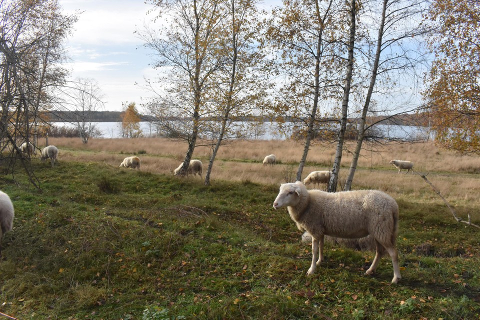 Jaarlijks worden de schapen enkele dagen ingezet om het heidelandschap van de Kanaalplas te vrijwaren. 