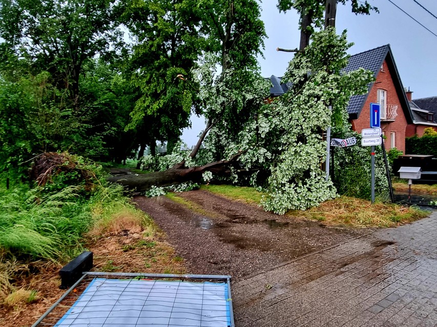 Op de Mechelsesteenweg in Blaasveld begaf een grote boom het en viel deels op de oprit van een woning. 