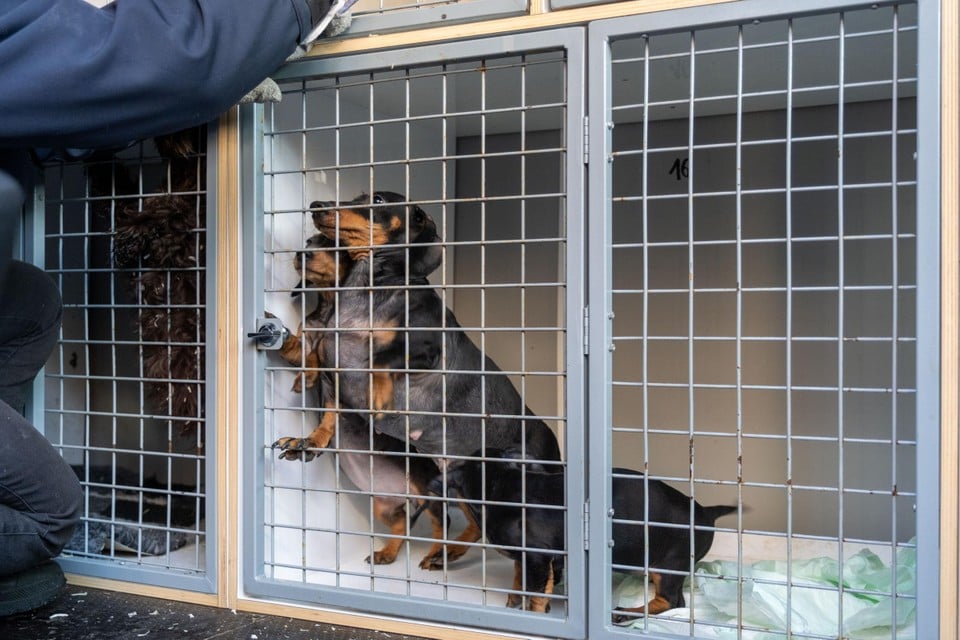 Hondenkennel Puppyhouse uit Boechout, die veroordeeld werd voor dierenmishandeling, vraagt faillissement aan