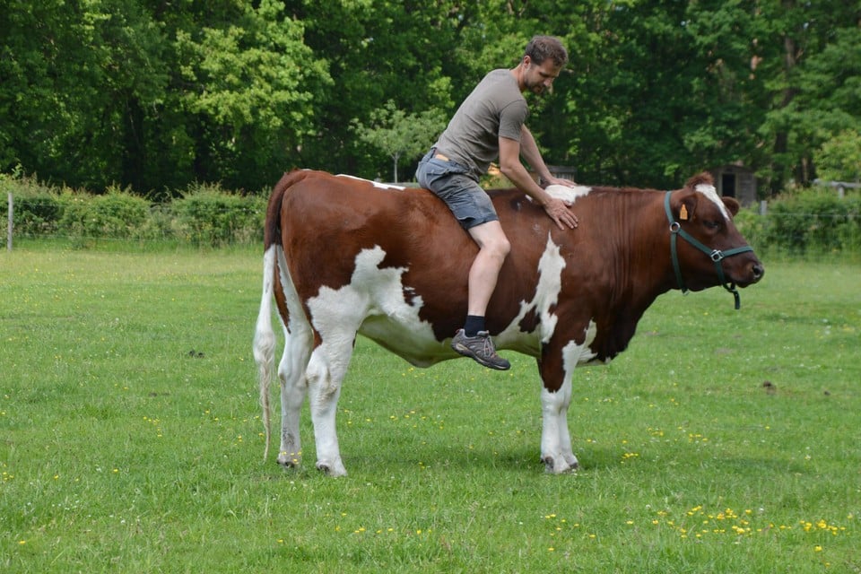 Neel Van Hecken uit Halle-Zoersel op Mia, een roodbonte Kempense koe. Het is de bedoeling Mia op termijn op de wandelingen van hun vakantiehoeve Ferme NeELke in te zetten.